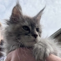 Chaton Maine Coon de race – prix 1450 €.