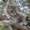Maine Coon disponible en Haute-Garonne
