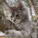 Chaton Maine Coon de race  en région Occitanie.