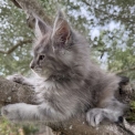 Chaton Maine Coon de race  en région Occitanie.