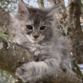 Chat Maine Coon proposée par l’élevage Chatterie de la croix Lorraine.