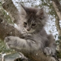 Chaton Maine Coon de race – prix 1450 €.