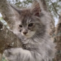Chat Maine Coon proposée par l’élevage Chatterie de la croix Lorraine.