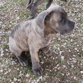 Cane Corso disponible dans le Tarn