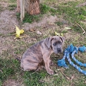 Cane Corso disponible dans le Tarn