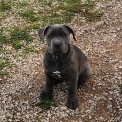 Chiot Cane Corso de race – prix 800 €.