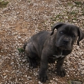 Chiot Cane Corso de race  en région Occitanie.