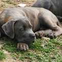 Ce petite mle Cane Corso propos  l'achat est n le 02/08/2025.