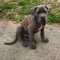 Ce petite mle Cane Corso propos  l'achat est n le 02/08/2025.