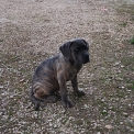 Chiot Cane Corso de race LOF avec pedigree  adopter.