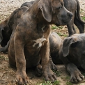 Chiot Cane Corso de race  en région Occitanie.