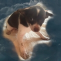 Acheter Chihuahua bébé pour 749 €
