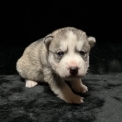 Chien Husky Sibérien proposé par l’élevage Des Loups Des Plaines Salées.