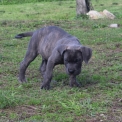 Chiot Cane Corso de race – prix 1000 €.