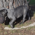Cane Corso disponible dans le Tarn