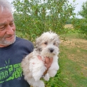 Chien Coton de Tulear proposée par l’élevage la ferme des Carons.
