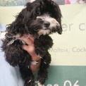 Bichon Havanais disponible dans le Doubs