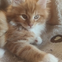 Maine Coon disponible dans les Deux-Sèvres