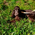 Cocker Anglais Spaniel disponible dans le Doubs