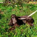Chiot Cocker Anglais Spaniel sans pedigree – prix 1200 €.