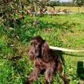Chiot Cocker Anglais Spaniel sans pedigree  en région Bourgogne-Franche-Comté.