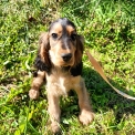 Chien Cocker Anglais Spaniel proposé par l’élevage la ferme des Carons.