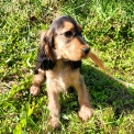 Chiot Cocker Anglais Spaniel sans pedigree – prix 1500 €.