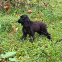 Chiot Cocker Anglais Spaniel sans pedigree – prix 1100 €.