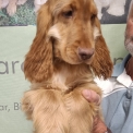 Chien Cocker Anglais Spaniel proposé par l’élevage la ferme des Carons.
