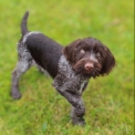 Chiot Braque Allemand à poil dur sans pedigree – prix 550 €.