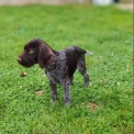Braque Allemand à poil dur disponible dans l'Eure