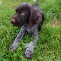 Chiot Braque Allemand à poil dur sans pedigree – prix 550 €.