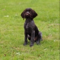 Chiot Braque Allemand à poil dur sans pedigree  en région Normandie.