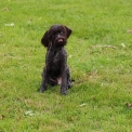 Chien Braque Allemand à poil dur proposé par l’élevage Le Domaine du Clos d'Estely.
