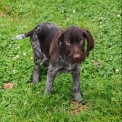 Chien Braque Allemand à poil dur proposé par l’élevage Le Domaine du Clos d'Estely.