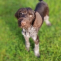 Chiot Braque Allemand à poil dur sans pedigree – prix 550 €.