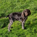 Chiot Braque Allemand à poil dur sans pedigree – prix 550 €.