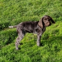 Chien Braque Allemand à poil dur proposée par l’élevage Le Domaine du Clos d'Estely.