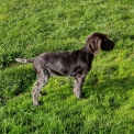Chien Braque Allemand à poil dur proposée par l’élevage Le Domaine du Clos d'Estely.