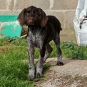 Chien Braque Allemand à poil dur proposée par l’élevage Le Domaine du Clos d'Estely.