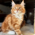 Maine Coon disponible dans les Deux-Sèvres