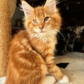 Chaton Maine Coon de race – prix 1300 €.