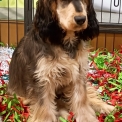 Chien Cocker Anglais Spaniel proposé par l’élevage la ferme des Carons.