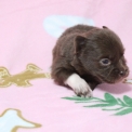 Chien Chihuahua proposé par l’élevage Domaine des terres lorginoise.