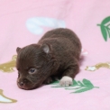 Chiot Chihuahua sans pedigree – prix 960 €.