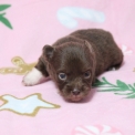 Chien Chihuahua proposé par l’élevage Domaine des terres lorginoise.