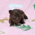 Chiot Chihuahua sans pedigree  en région Hauts-de-France.
