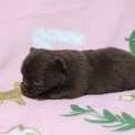 Chiot Chihuahua sans pedigree – prix 1060 €.