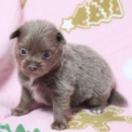 Chiot Chihuahua sans pedigree – prix 1260 €.