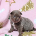 Chien Chihuahua proposée par l’élevage Domaine des terres lorginoise.